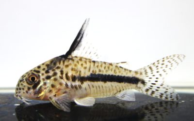 シパリウィニー　コランタインリバー