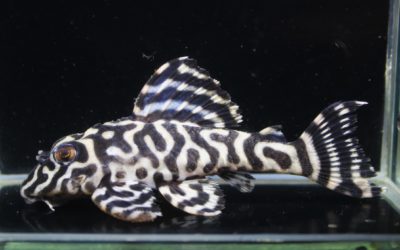 L333スペシャルNo.1系　F2　ダンプティブリード