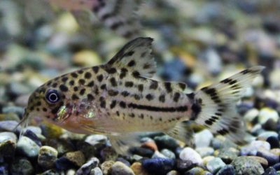 クナーキー　ブリード