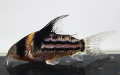 コルレア　ブリード