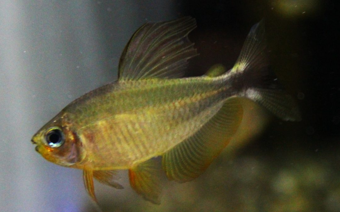 Hy.プロキオン　オス　ブリード　