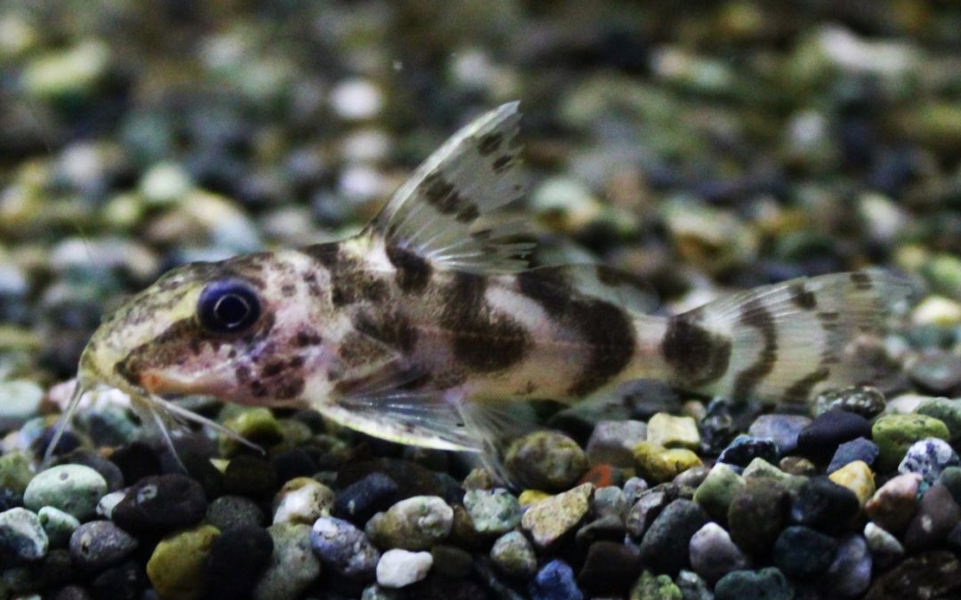 シノドンティス　ヌミファー