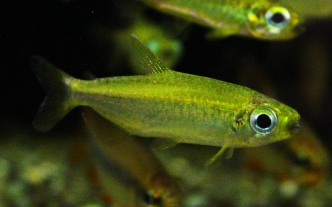 フェニックスコンゴテトラ