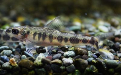 アフリカンダータテトラ ブレビス?