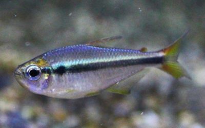 ブルージュエルコギャルテトラ レッドテール ブリード