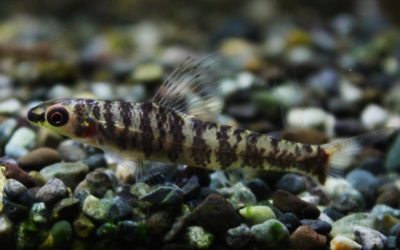 アフリカンダータテトラ ショーテデニー