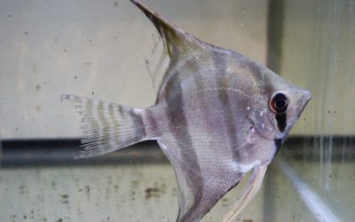 スカラレエンゼル　ジュファリXL