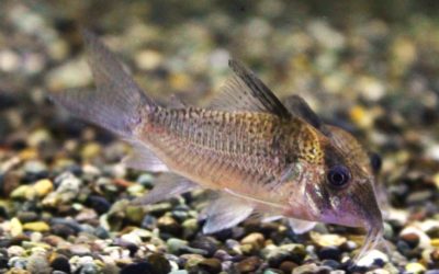 ｓｐ．ロエル　コペナムリバー　