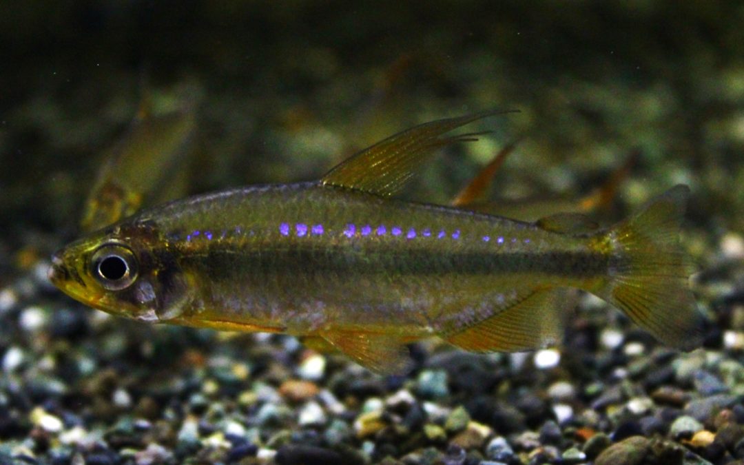 レッドチェリーコンゴテトラ　