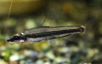 アフリカンペンシルフィッシュ ナイジェリア