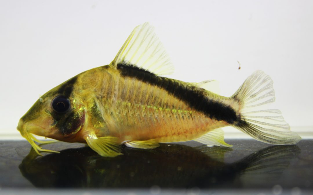 メガメリニ　コロンビア　