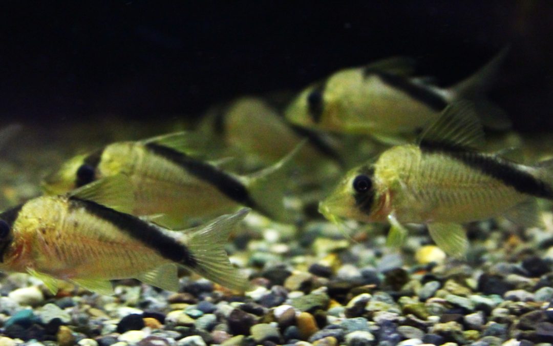 メガメリニ　コロンビア　M