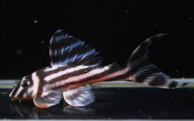 インペリアルゼブラプレコ　国産ブリード