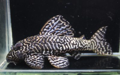 ダンプティ×マスクメロン　HGブリード　ミュータント