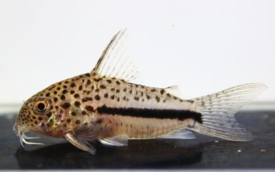 　コペナメンシス　コペナムリバー