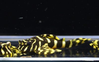 クィーンインペリアルタイガープレコ　国産ブリード