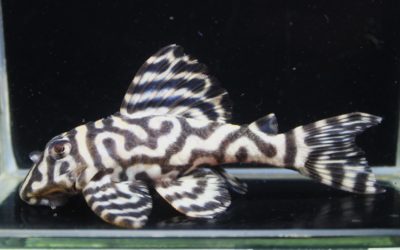 L333スペシャルNo.2系　F2　ダンプティブリード