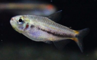 シャラクテトラⅡ