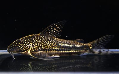 バルバータス　ペア