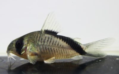 SNメガメリニ　コロンビア