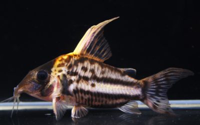 SLNスーパーシュワルツィ ラブレア