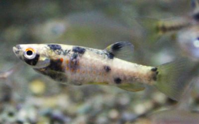 プラチナパンダコペラ