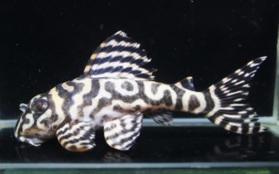 ♂BMBB×♀ダンプティ　ハルティブリード