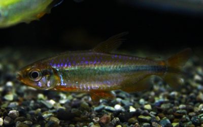 レッドチェリーコンゴテトラ ムバンダカ