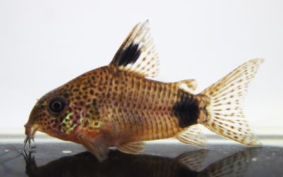 ブラックトップカウディマキュラータ