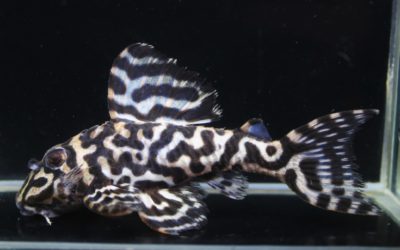 ♂JⅡM×♀マスクメロン姉妹　HGブリード