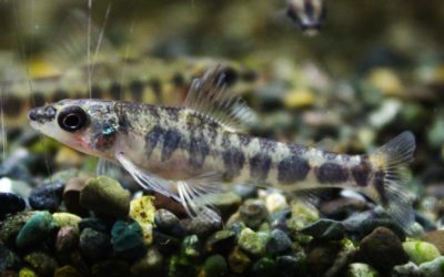 アフリカンダータテトラ ブレビス