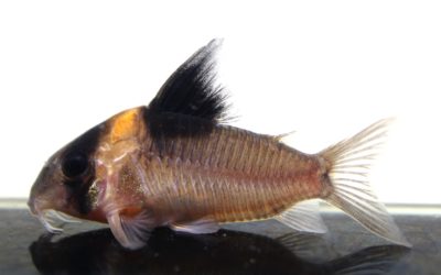 バーゲシー Wild