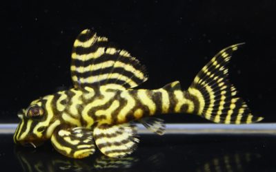 　O-1F2　23ブリード