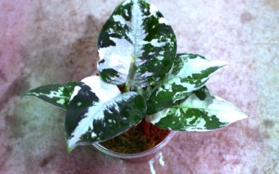 Aglaonema pictum ‘Tricolor’variegated from Sumatera