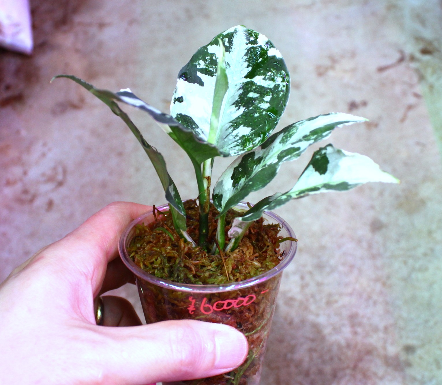 Aglaonema pictum 'Tricolor'variegated from Sumatera | AQUASHOP