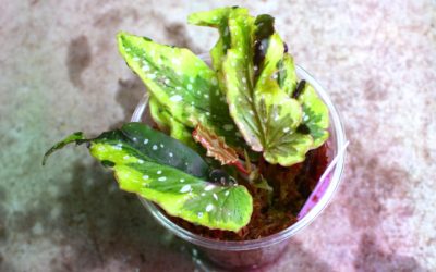 Begonia ‘Dainty Spray’sport variegated