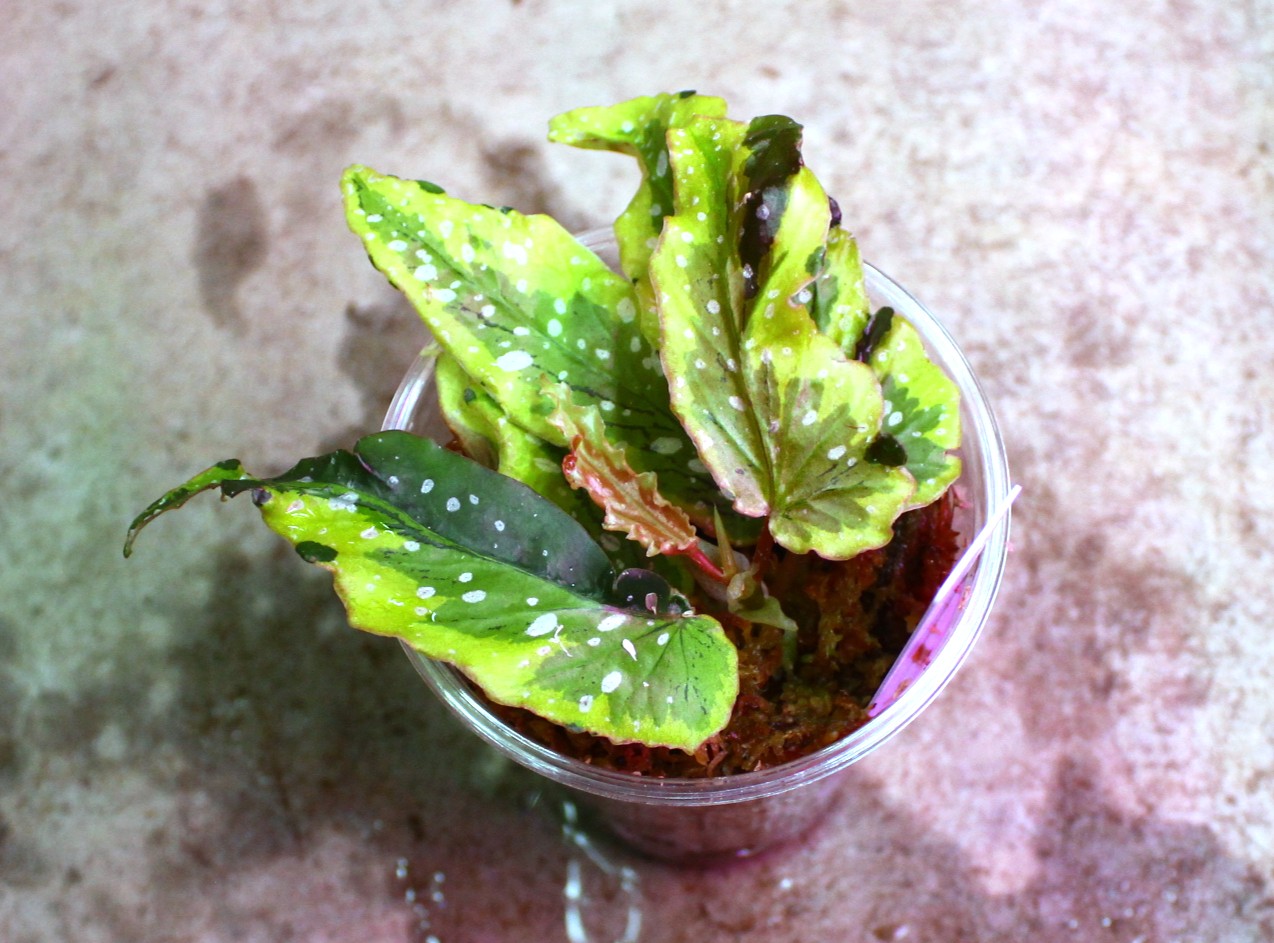 Begonia 'Dainty Spray'sport variegated | AQUASHOP つきみ堂