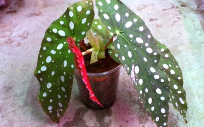 ベゴニア　マクラータ　斑入り