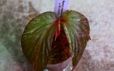 Begonia sp.variegated from Borneo