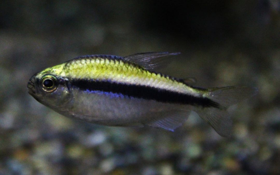 プラチナレモンラピステトラ　マットグロッソ