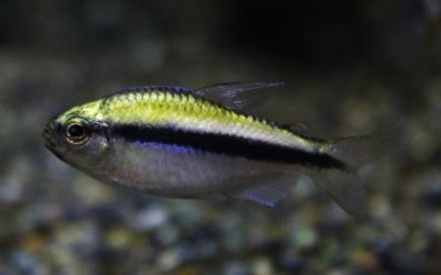 プラチナレモンラピステトラ　マットグロッソ