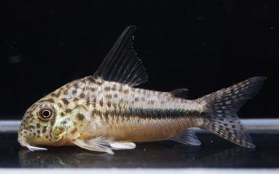 ニューコペナメンシス コペナムリバー