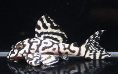 　♂daru×♀チラリズム　笑ニャンブリード