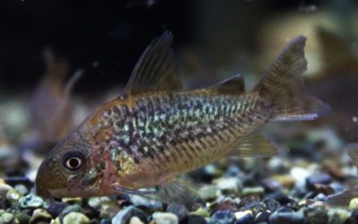 パンタナルエンシス ブリード