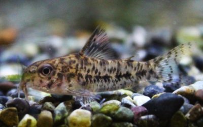 クリスタルアズール