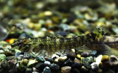 トリカラージェットダータテトラ　タパジョス