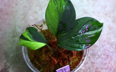 Homalomena sp. ‘Chamaecladon Clade Variegated’ from Sumatera Utara