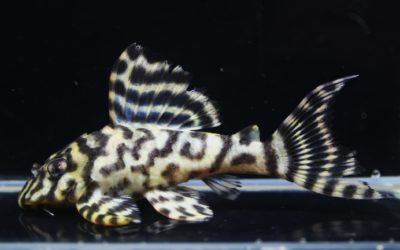 　♂O-1F1.5　23ブリード