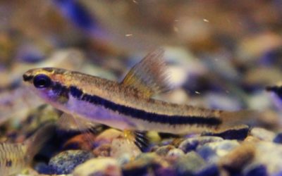 ブラックラインドワーフダータ　ペルー