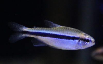 ラピステトラ　マットグロッソ